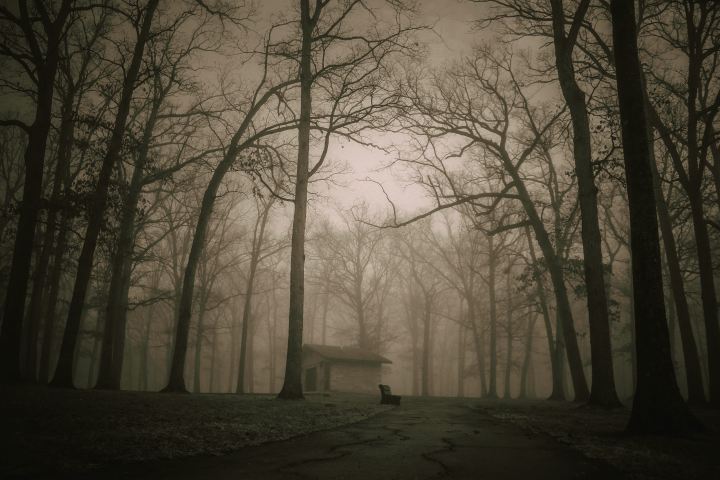 A shed in a foggy park.