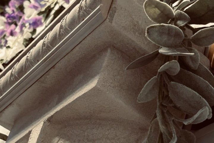 a close up of a flower